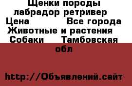 Щенки породы лабрадор ретривер › Цена ­ 8 000 - Все города Животные и растения » Собаки   . Тамбовская обл.